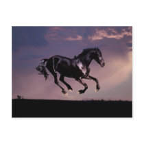 Horses Dance silhouette at sunset Postcards