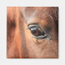 Horse's Eye Fridge Magnet
