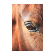 Horse's Eye Gallery Wrap Canvas