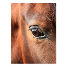 Horse's Eye Postcard
