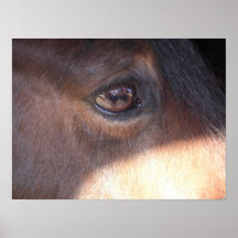 Horse's Eye View [poster]