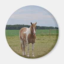 Horses Fridge Magnets