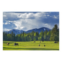 Horses graze in pasture near Whitefish,