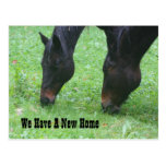 Horses Grazing New Address Nature Postcard