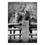 Horses Hugging - Horse Love Photograph Greeting Card