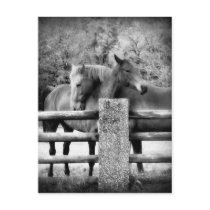 Horses Hugging - Horse Love Photograph Post Card