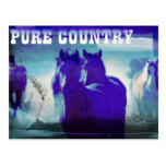 Horses In Blue Post Card