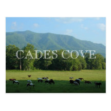 Horses in Cades Cove - Great Smoky Mountains Postcard