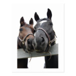 Horses in Love Post Card