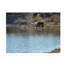 horses in the river postcard