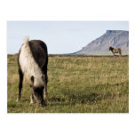 Horses in Whale-fjord Post Cards