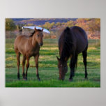 Horses in Wickenburg, Arizona Posters
