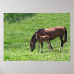 Horses:  Mare and Foal Poster