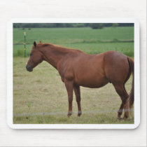 Horses Use Pads