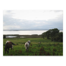 Horses near a lake invitation