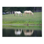Horses on Pond Post Card