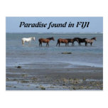 Horses on the Beach in Fiji Postcard
