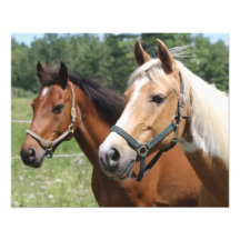 Horses Photo Art