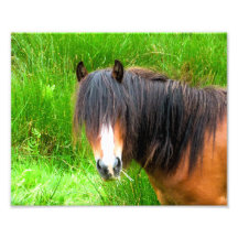 HORSES PHOTO ART