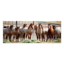 Horses Photo Print