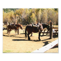 Horses Photograph