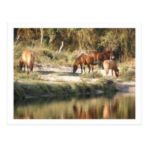 horses post cards