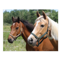 Horses Post Cards
