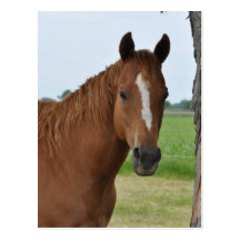 Horses Post Cards