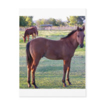 Horses Postcard