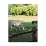 Horses postcards