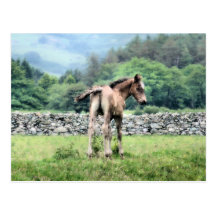 HORSES POSTCARD