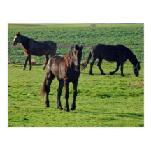 Horses postcard