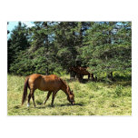 Horses Postcard