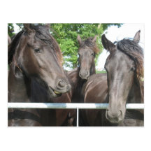Horses Postcard