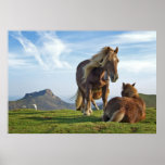Horses posters