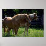 Horses Print