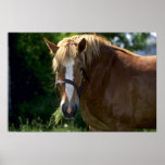 Horses Print