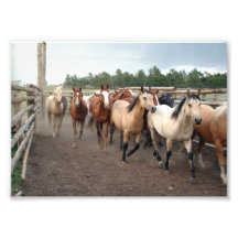 Horses Running Alley 5x7 Art Photo