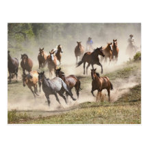 Horses running during roundup, Montana Postcard