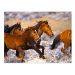 Horses running post card