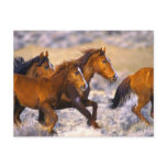 Horses running post card