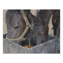Horses sharing custom invite