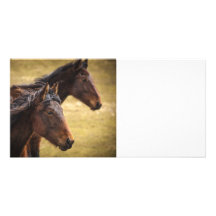 Horses Side By Side Photo Card Template