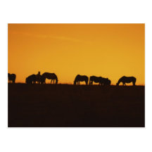 Horses Sunset Silhouettes Postcards
