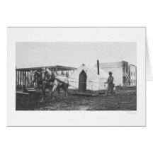 Horses Tent Anchorage 1916 Card