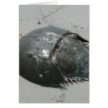 Horseshoe Crab Card