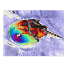 Horseshoe Crab Foil Design Postcards