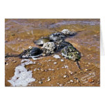 Horseshoe Crab Greeting Card - Inside Blank