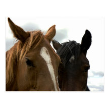horsey love postcard