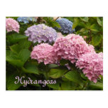 Hortensias Carte Postale